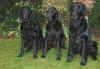 sari-luca-duc-01-2004_2i.jpg (100303 Byte)